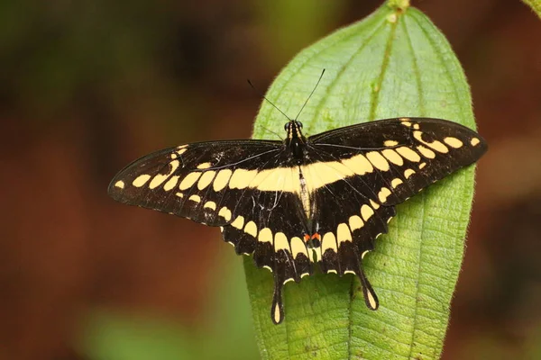 Papillon Géant Queue Hirondelle Papilio Cresphonte Papillon Royal Costa Rica — Photo