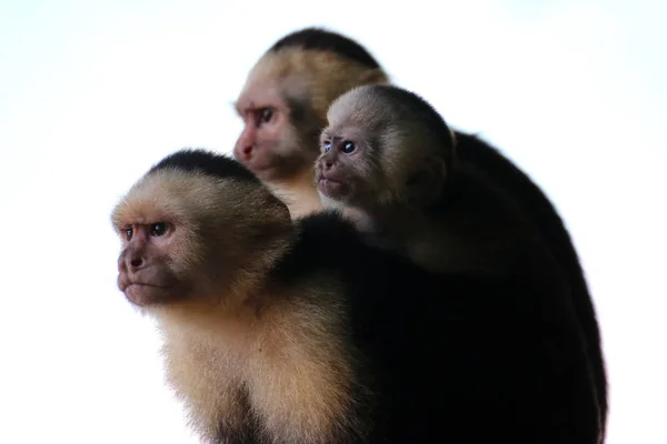 Família Macacos Prego Parque Nacional Manuel Antonio Costa Rica Capuchinhos — Fotografia de Stock