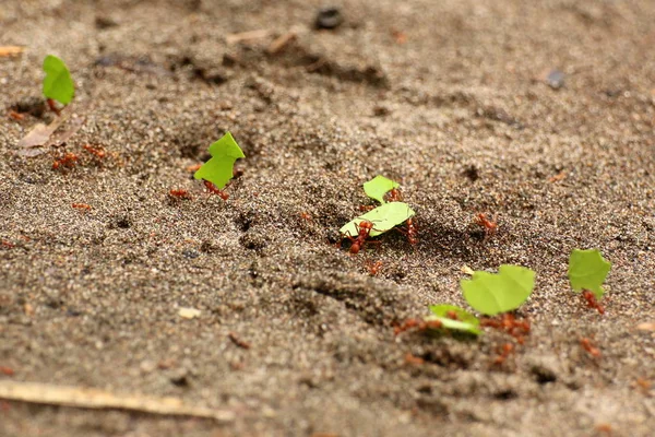 Yaprak Kesici Karıncalar Küçük Onların Karınca Yuvası Için Düzenlenen Yaprak — Stok fotoğraf
