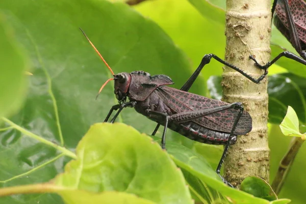 코스타리카 메뚜기 Tortuguero — 스톡 사진