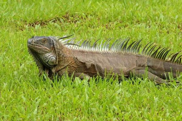 Iguana Sobre Hierba Verde Parque Nacional Tortuguero Costa Rica —  Fotos de Stock