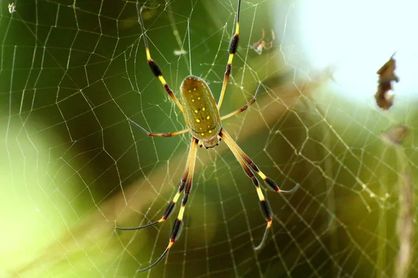 金黄球蜘蛛或香蕉蜘蛛 Clavipes 在它的网接近 Tortuguero 国家公园 哥斯达黎加 — 图库照片