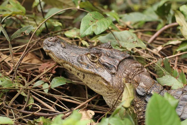 Caiman Portrét Tortuguero Laguně Kostarika — Stock fotografie