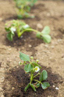 Bahçede yetişen çilek bitkileri. Dikey çekim. Lockdwon etkinlik fikri.
