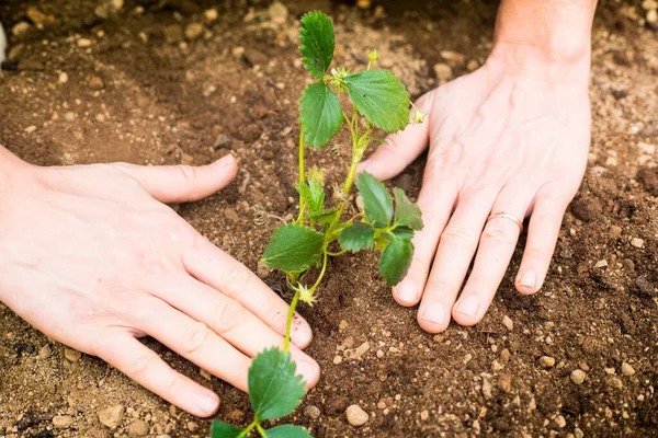Männliche Hände Legen Eine Erdbeerpflanze Die Erde Nahaufnahme Idee Einer — Stockfoto