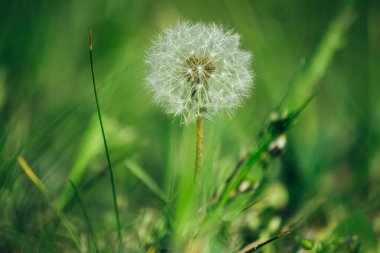 Güneşin aydınlattığı yeşil çimlerde karahindiba