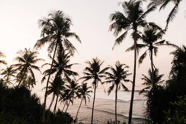 Apus Soare Plaja Din Sri Lanka — Fotografie de stoc gratuită