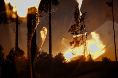 Ormanda öpüşen genç çiftler.