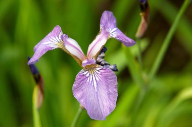 Iris çiçeği, Rusya / Kirovsk