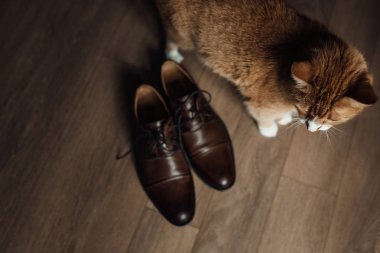 Kahverengi erkek ayakkabı yakınındaki seksi kedi. Gelin ve damat kedi.