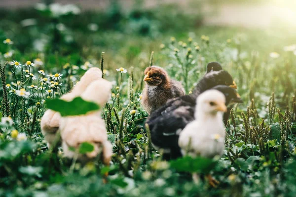  çim sahada yeni doğan kızlar