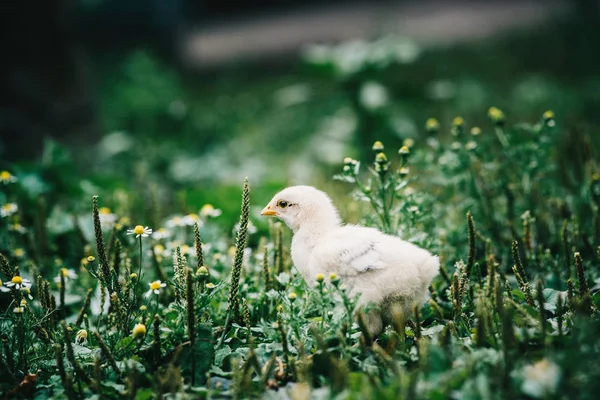 Newborn chicken on grass — Stock Photo, Image