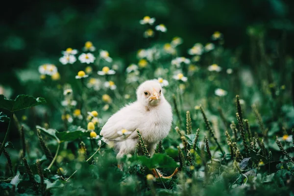 Neugeborene Hühner auf Gras — Stockfoto