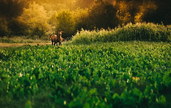 Koně pasoucí se na pastvin — Stock fotografie