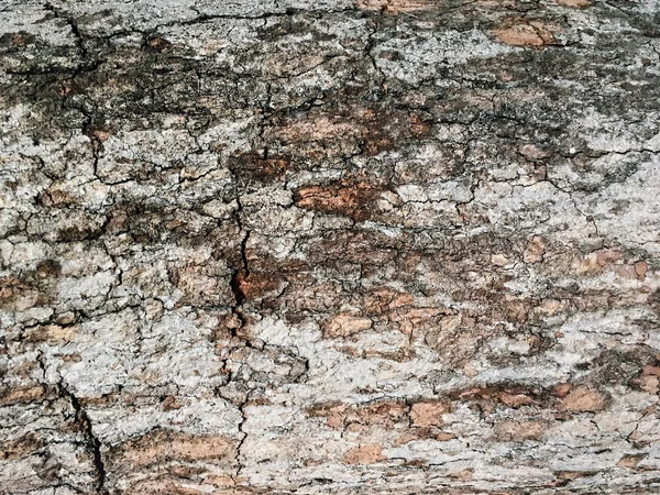 Fondo de textura de árbol de corteza seca en marrón, beige, rojo, primer plano — Foto de Stock