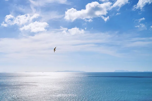 Bird flying the in frame of panoramic coastal view during sunset with light cloud and sun light reflection on the sea