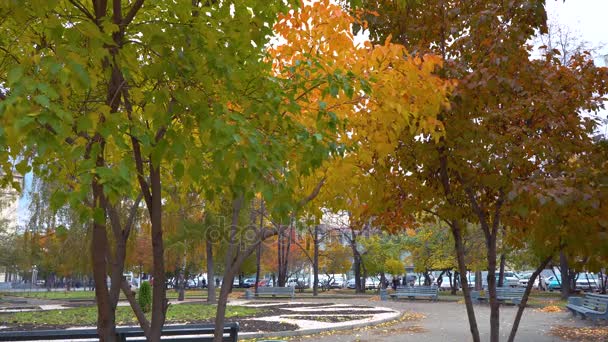 Цветные золотые осенние листья на фоне — стоковое видео