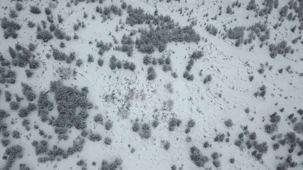 Karlı orman hava manzarası. Kışın ormandaki köknar ağaçlarının tepeleri. Nefes kesici doğal manzara, donmuş orman ve karanlık dağ nehri. — Stok video