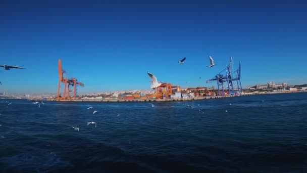 Las gaviotas en Estambul vuelan detrás de un barco sobre el mar azul. Una bandada de pájaros alimentados con pan. Los animales piden comida . — Vídeo de stock