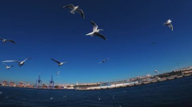 İstanbul 'daki martılar mavi denizin üzerinde bir geminin arkasında uçuyorlar. Bir sürü.