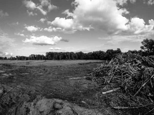 Devrilmiş ağaçlarla dolu. Kütükler inşaat alanında yatıyor.. — Stok fotoğraf