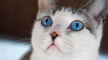 Mavi gözlü güzel bir evcil kedi avlanmak için bir oyuncağa bakıyor. Yetişkin kedi pencere pervazında oturuyor. Sağlıklı bir kedi koku, işitme ve görme duyusunu kullanır. Bej renkli yün parlatıcılar.
