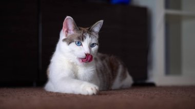 Yetişkin, güzel, mavi gözlü krema kedisi pembe diliyle kürkünü yalıyor. Temiz bir kedi kaba bir dil gösterir..
