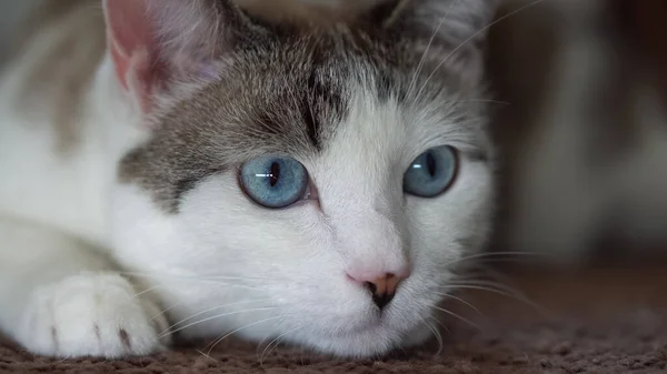 Eine blauäugige schöne Hauskatze schaut auf ein Spielzeug, um zu jagen. Eine erwachsene Katze verband die Organe Sehen, Hören und Riechen. — Stockfoto