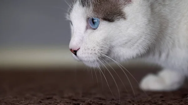 Un bel gatto domestico dagli occhi azzurri sta guardando un giocattolo per cacciare. Un gatto adulto ha collegato gli organi della vista, dell'udito e dell'olfatto . — Foto Stock