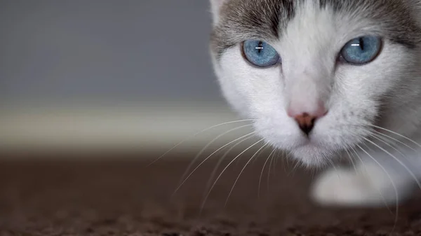 Un hermoso gato doméstico de ojos azules está mirando un juguete para cazar. Un gato adulto conectó los órganos de la visión, el oído y el olfato . —  Fotos de Stock