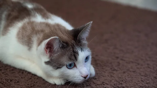 Un hermoso gato doméstico de ojos azules está mirando un juguete para cazar. Gato adulto se encuentra en la alfombra. Un gato sano usa su sentido del olfato, oído y visión . — Foto de Stock