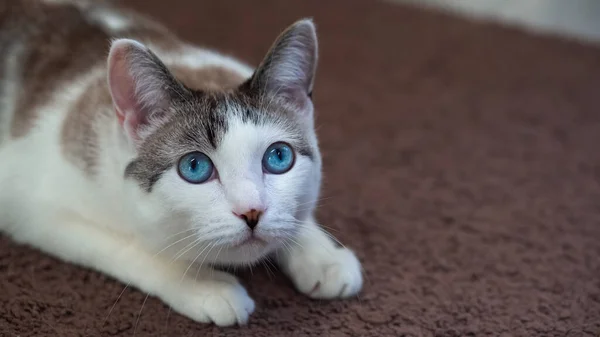 Um belo gato doméstico de olhos azuis está olhando para um brinquedo para caçar. Gato adulto jaz no tapete. Um gato saudável usa seu senso de olfato, audição e visão . — Fotografia de Stock