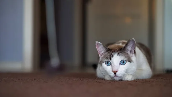 Um belo gato doméstico de olhos azuis está olhando para um brinquedo para caçar. Gato adulto jaz no tapete. Um gato saudável usa seu senso de olfato, audição e visão . — Fotografia de Stock