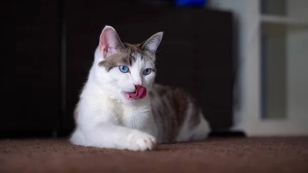 Um gato de creme de olhos azuis lindo adulto lambe sua pele com sua língua rosa. Um gato limpo mostra uma língua áspera . — Fotografia de Stock