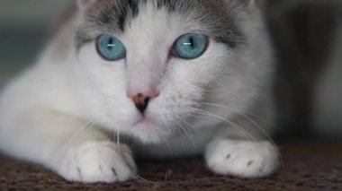 Mavi gözlü güzel bir evcil kedi avlanmak için bir oyuncağa bakıyor. Yetişkin bir kedi halıya uzandı ve görme, koku ve işitme organlarını birbirine bağladı. Güzel bir benekli hayvanın yakın çekimi ve...