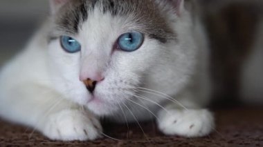Mavi gözlü güzel bir evcil kedi avlanmak için bir oyuncağa bakıyor. Yetişkin bir kedi görme, duyma ve koklama organlarını birbirine bağladı. Benekli ve çizgili açık renkli güzel bir evcil hayvanın yakın çekimi.