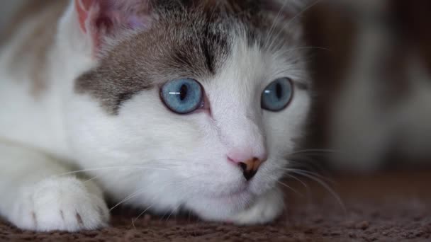 Eine blauäugige schöne Hauskatze schaut auf ein Spielzeug, um zu jagen. Eine erwachsene Katze lag auf dem Teppich und verband seine Seh-, Geruchs- und Hörorgane. Nahaufnahme von einem gepflegten Haustier aus fleckigen und — Stockvideo