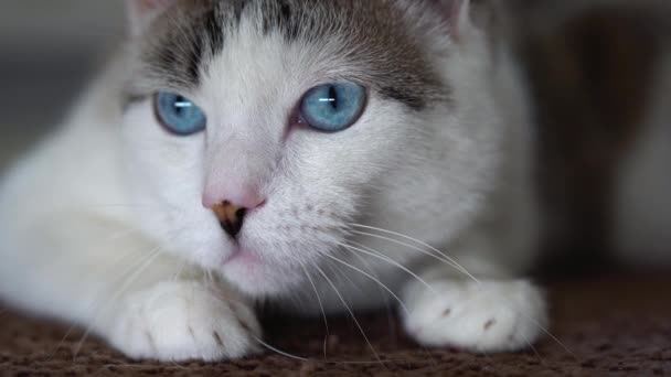 Eine blauäugige schöne Hauskatze schaut auf ein Spielzeug, um zu jagen. Eine erwachsene Katze verband die Organe Sehen, Hören und Riechen. Nahaufnahme eines gepflegten Haustieres mit fleckiger und gestreifter heller Farbe. — Stockvideo