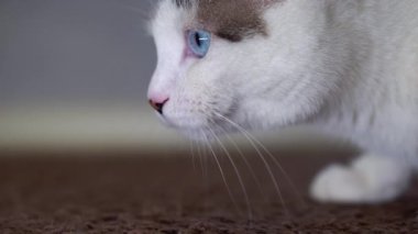 Mavi gözlü güzel bir evcil kedi avlanmak için bir oyuncağa bakıyor. Yetişkin bir kedi görme, duyma ve koklama organlarını birbirine bağladı. Benekli ve çizgili açık renkli güzel bir evcil hayvanın yakın çekimi.