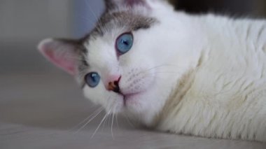 Mavi gözlü güzel bir evcil kedi avlanmak için bir oyuncağa bakıyor. Genç bir kedi yavrusu yerde yatar ve bir kedi cinsi görür. Benekli ve çizgili açık renkli güzel bir evcil hayvanın yakın çekimi.