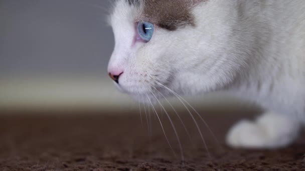 Um gato doméstico bonito de olhos azuis está olhando para um brinquedo a fim de caçar. Um gato adulto ligava os órgãos de visão, audição e olfato. Close-up de um animal de estimação puro de cor clara manchada e listrada. — Vídeo de Stock