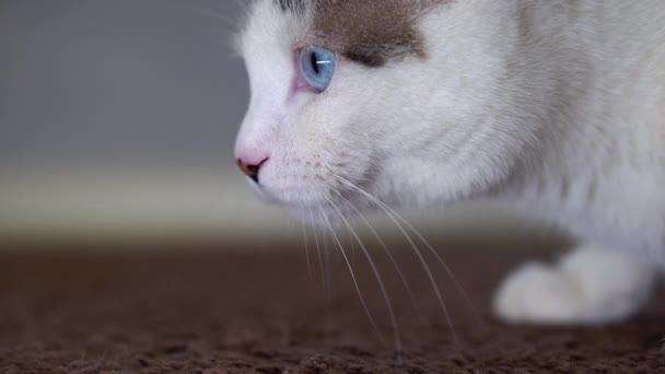 Eine blauäugige schöne Hauskatze schaut auf ein Spielzeug, um zu jagen. Eine erwachsene Katze verband die Organe Sehen, Hören und Riechen. Nahaufnahme eines gepflegten Haustieres mit fleckiger und gestreifter heller Farbe. — Stockvideo