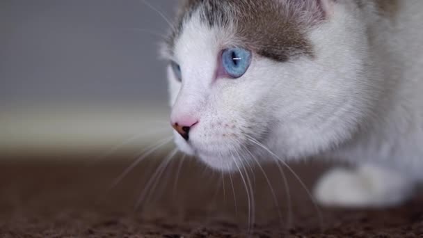 A blue-eyed beautiful domestic cat is looking at a toy in order to hunt. An adult cat connected the organs of vision, hearing and smell. Close-up of a neat pet of spotty and striped light color. — Stock Video