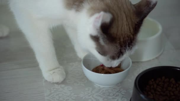 Dorosły zdrowy kot je jedzenie. Beżowy kotek domowy je mokre jedzenie z miski. Prawidłowe odżywianie zwierzaka, miska czystej wody w pobliżu. Zbliżenie schludnego zwierzaka plamistego i w paski koloru światła. — Wideo stockowe