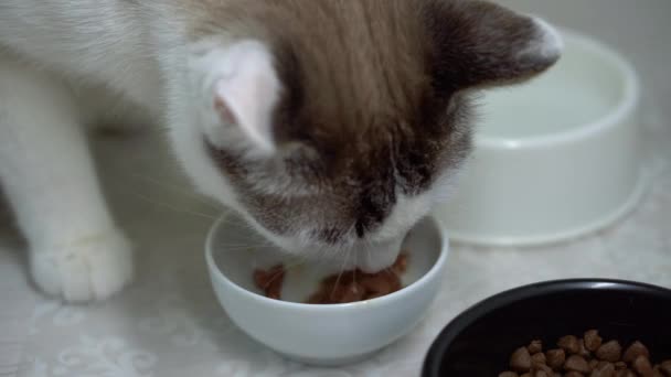 Felnőtt egészséges macska eszik étel. A bézs házi cica nedves ételt eszik egy tálból. Megfelelő táplálkozás egy kisállat, egy tál tiszta víz a közelben. Közelkép egy takaros kisállat foltos és csíkos világos színű. — Stock videók