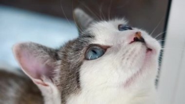 Mavi gözlü güzel bir evcil kedi avlanmak için bir oyuncağa bakıyor. Yetişkin kedi pencere pervazında oturuyor. Sağlıklı bir kedi koku, işitme ve görme duyusunu kullanır. Bej renkli yün parlatıcılar. Kapat