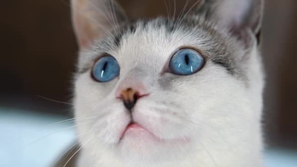 A blue-eyed beautiful domestic cat is looking at a toy in order to hunt. Adult cat is sitting on the windowsill. A healthy cat uses its sense of smell, hearing, and vision. Beige wool shimmers. Close — Stock Video