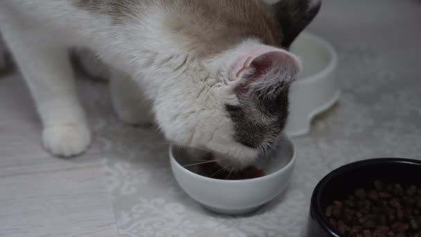 Un gato adulto sano está comiendo comida. Beige gato doméstico come comida húmeda de un tazón. Nutrición adecuada de una mascota, un tazón de agua limpia cerca. Primer plano de una mascota ordenada de color claro manchado y rayado . — Vídeo de stock