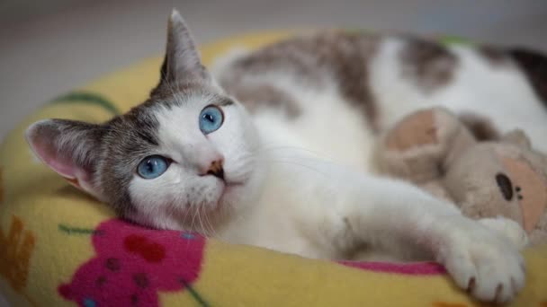 Μια ενήλικη γάτα ξαπλώνει σε έναν μαλακό καναπέ. Μια γαλανομάτα όμορφη γάτα κοιτάζει ένα παιχνίδι για να κυνηγήσει. Ένα υγιές, χαριτωμένο γατάκι χρησιμοποιεί την αίσθηση της όσφρησης, της ακοής και της όρασης. Κοντινό πλάνο ενός τακτικού κατοικίδιου ζώου — Αρχείο Βίντεο