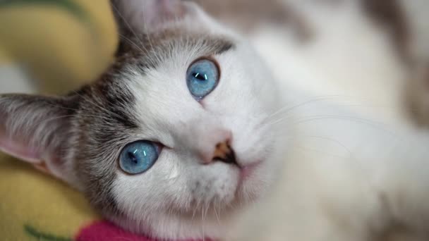 Egy felnőtt macska fekszik egy puha kanapén. Egy kék szemű, gyönyörű házi macska néz egy játék annak érdekében, hogy vadászni. Egy egészséges, aranyos cica használja a szaglását, hallását és látását. Közelkép egy takaros kisállat — Stock videók